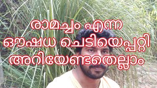 രാമച്ചം എന്ന ഔഷധ ചെടിയെപ്പറ്റി അറിയേണ്ടതെല്ലാം /All Details about VETIVER Plant.