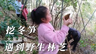 过年难得天气这么好，上山挖冬笋，偶遇野生灵芝！【VLOG2024】