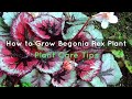 How to Grow Begonia Rex Plants - Plant Care Tips