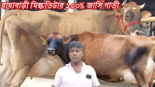 বাঘাবাড়ী মিল্কভিটার ১০০% জার্সি গাভী।৪০-৫০ হাজার টাকা কমে গাভী কিনুন। দুধ সরাসরি দেখে কেনার পরামর্শ।