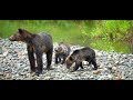 grizzly bear safari at tweedsmuir park lodge