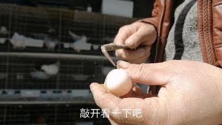 鸽子蛋孵了二十天都没孵出来大叔果断打蛋