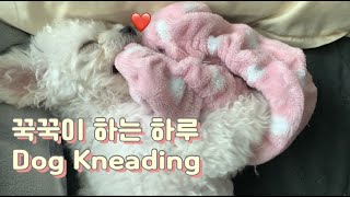 꾹꾹이 하는 미니비숑, 하루🐶 (Mini Bichon Frise Kneading)