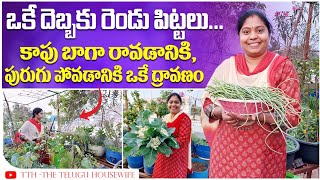 తరచుగా ఇది స్ప్రే చేస్తే పురుగు అన్న మాటే ఉండదు | Todays Harvest | Organic vegetables | TTH