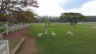 [4K]  Khao Yai Farm Chok Chai Walking Tour