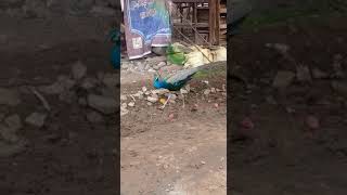 peacock with long feathers/beautiful peacock/நீளமான தோகை கொண்ட ஆண் மயில்