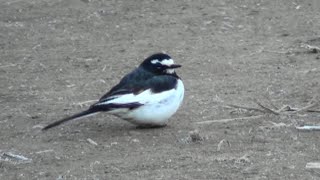 セグロセキレイ（Motacilla grandis）の鳴き声（5種類＋α）リップシンクロ　“野鳥八珍伝”