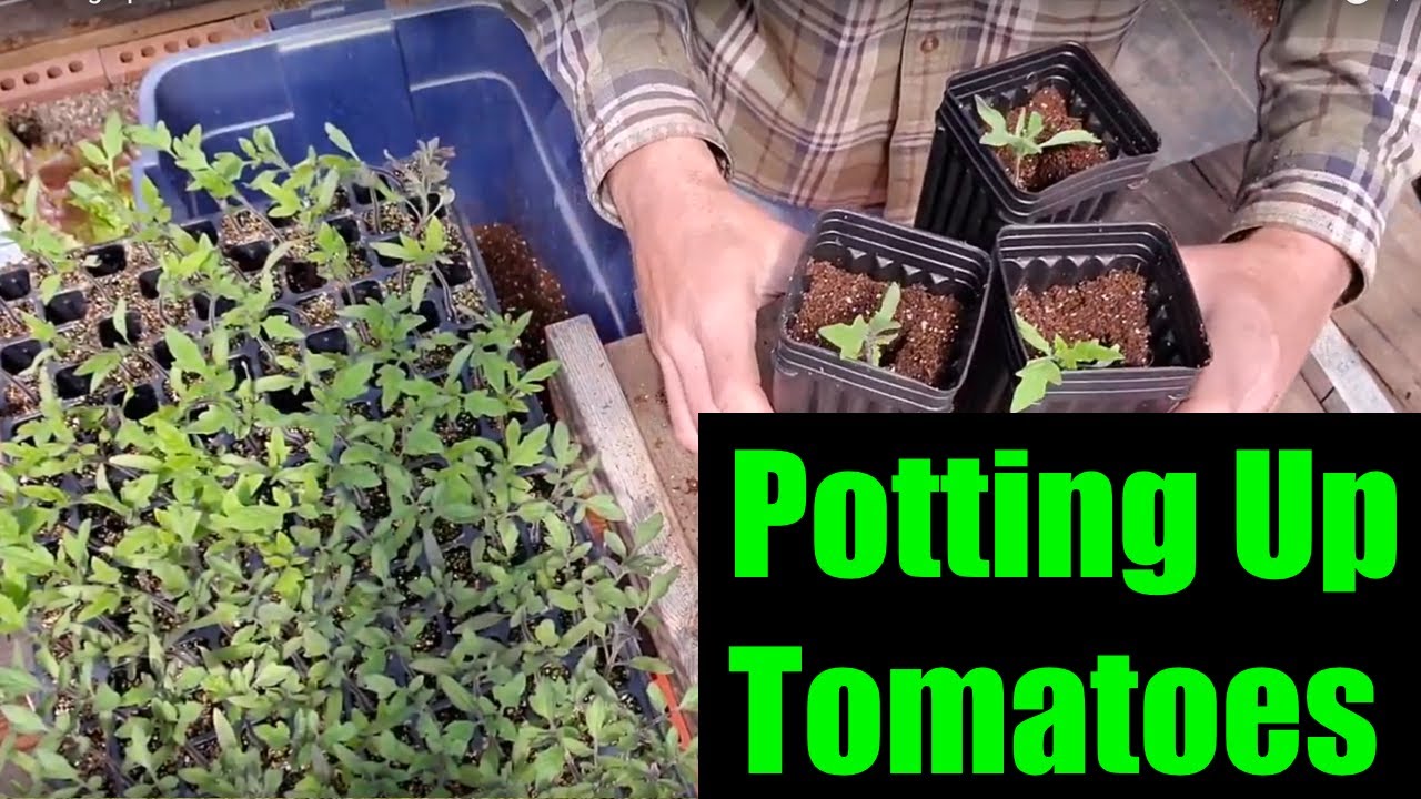 Potting Up Tomatoes Youtube