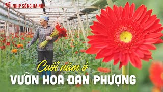 Cuối năm ở vườn hoa Đan Phượng | Nhịp sống Hà Nội