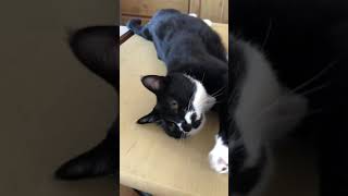 tuxedo-cat🐈‍⬛にゃんにゃんおやすみ🐈白黒猫ざきおくん