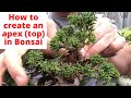 How to create Apex (top) on a bonsai Wiring and positioning branches to create Apex on Bonsai