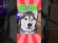 ハスキーさんの動画見て笑ったら寝ろwwwwwwwww pets ゆっくり解説