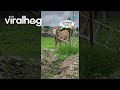 Cow Gets His Head Stuck In Ladder || ViralHog