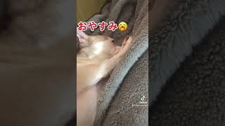 【チワワ】おやすみタイム😴 #Shorts