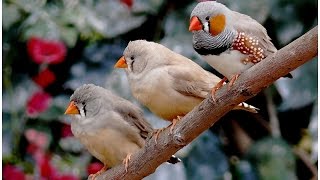 Animal planet : Chant oiaseau _ mandarin diamant _ zebra finch _ HD