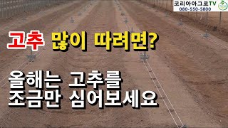 고추농사 잘 되려면 너무 많이 심지 마세요.