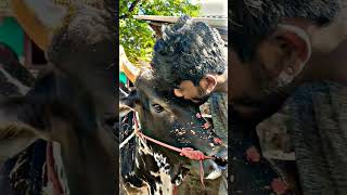 காளையின் காதலர்கள்🖤 | jallikattu #shorts #jallikattu lover's jallikattu #shorts jallikattu video's 😍