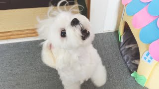 お留守番をお願いしたら愛犬が大激怒してしまいました【マルチーズ】