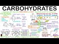 carbohydrates as biomolecules