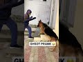 GERMAN SHEPHERD PRANK WHEN OWNER CAME AS A GHOST MASK | MAX FUNNY REACTION😂 | #ghost #prank #shorts