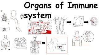 Organs of Immune system