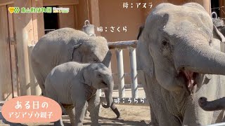 【東山動植物園公式】アジアゾウの赤ちゃん成長記（44）ある日の親子～仲良し姉妹の行く先には…～《 アジアゾウ　ゾウ 》