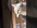 ガリガリで傷だらけだったけど元気で明るい表情に変わった野良猫がこちらです