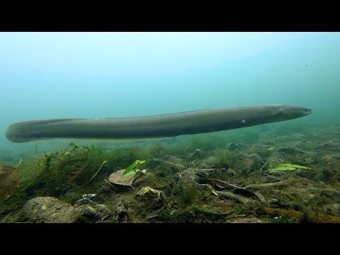 Are freshwater eels endangered?
