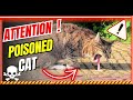 Poisoned Cat What to do and how to recognize the signs ?