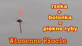 Łowienie ryb na SPŁAWIK.  Duże wiosenne Płocie z małej rzeki.