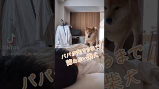 パパが起きるまで諦めない柴犬 #柴犬こん太 #柴犬 #柴犬のいる暮らし #起こし方が荒々しい