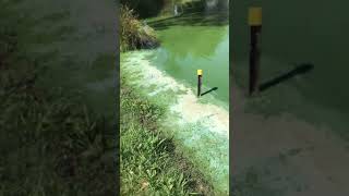 blue-green algae control using AgriTec in dam water.