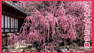 八木のしだれ梅  2023| 枝垂れ梅 | シダレウメ しだれうめ ∥weeping Japanese plum blossoms 🌸