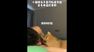 小猫咪每天愿意贴着你睡是多幸福的事啊#我和我的猫 #养宠人的治愈谁懂啊 #治愈猫咪