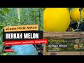 Wisata Petik Melon di Green House Berkah Melon, Tempuran,Magelang #magelang  #wisatamagelang  #melon