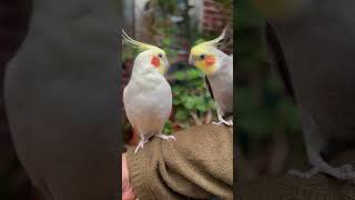 The cockatiel’s actions are so funny! 😂 #cockatiel #whistle #cute #birds