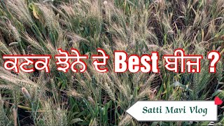 ਕਣਕ ਝੋਨੇ ਦੇ Best ਬੀਜ਼ ? #vlog #wheat