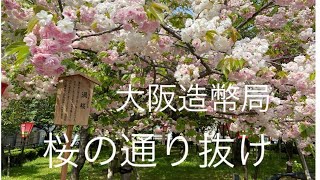 [四季の花巡り]造幣局さくらの通り抜けと大阪城！セットで行ってみよー