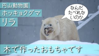 ホッキョクグマ　リラのごはんとバウムクーヘン？　Polar bear Lila's lunch and baumkuchen?　#円山動物園 #ホッキョクグマ #リラ