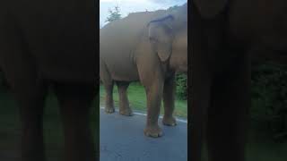 Buttala huge Elephant🐘 ..