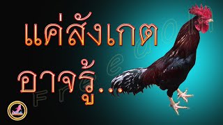 ขนหัวไก่บอก...!!!