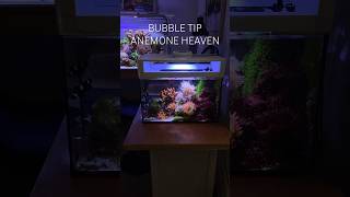 Reef Tank - BUBBLE TIP SPLITTING LIKE CRAZY IN 10G #reeftank #nanoreeftank #anemone