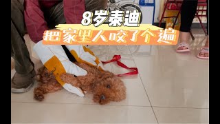 第三集 8岁泰迪在家把所有主人咬了个遍，主人还是没有放弃要拯救它