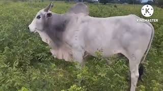 infelizmente foi isso que aconteceu com ó meu Boi Capitão #fazenda