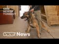 Should the Police Shut Down K-9 Units?