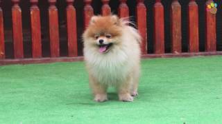 Sevimli Pomeranian yavrumuz Ginger