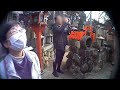 ２０２３年伏見稲荷大社へ　初詣の動画です。稲荷神社にいる猫たちが友情出演してくれてます。 稲荷　 hushimiinari shrine cats felix　＃伏見稲荷大社　 kyoto