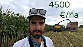 4500€ da 1 ETTARO DI MAIS