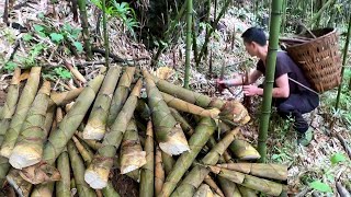 四川高山竹筍出來了，你敢相信秋天還有這麼多的竹筍，過程真讓人過癮【川韓小農】#川農小韓 #野生菌 #采蘑菇 #農村 #野菜 #挖竹笋