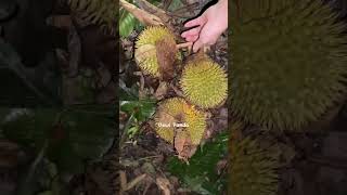 bermalam di bawa phon durian